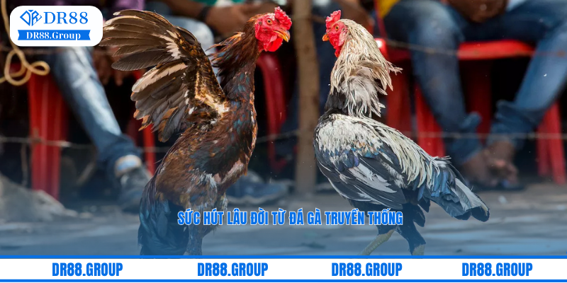 Sức hút lâu đời từ đá gà truyền thống được livestream tại GA28