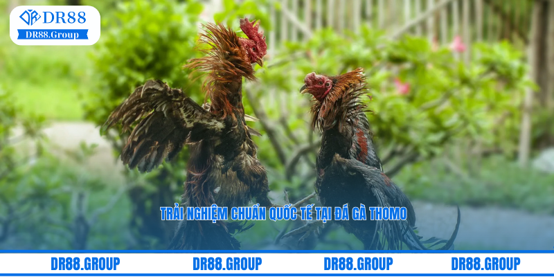 Trải nghiệm chuẩn quốc tế tại đá gà Thomo tại sảnh Odin