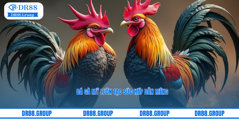 Đá gà Mỹ luôn tạo sức hấp dẫn riêng trong sảnh Odin DR88